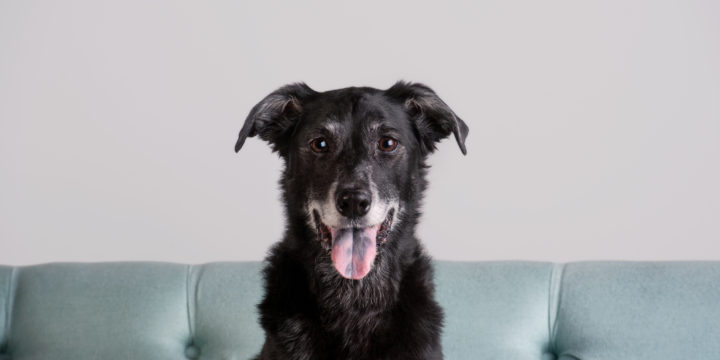 Senior Pets: Answers to Common Questions