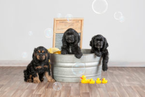 Three puppies in the tub, modern dog photography