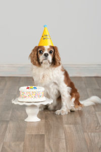 Happy birthday! Modern dog photography