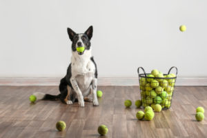Dog with tennis balls, Modern dog photography