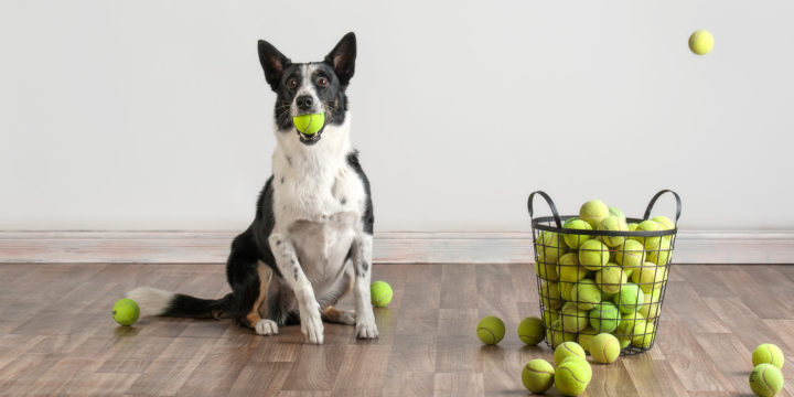 Getting Fit with Fido: Exercising with Your Pet!