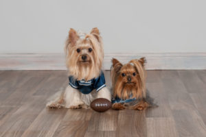Football season, two small dogs, Modern dog photography