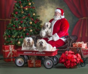 santa with dogs