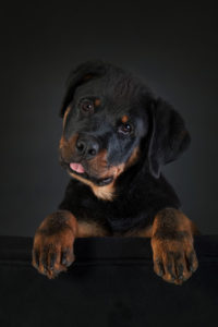 scottsdale dog portrait