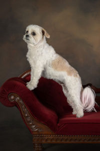 scottsdale dog portrait